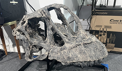 3D printed Camarasaurus skull