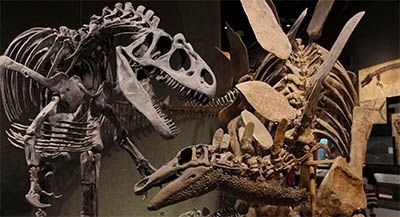 Stegosaurus skeleton in the Denver Museum
