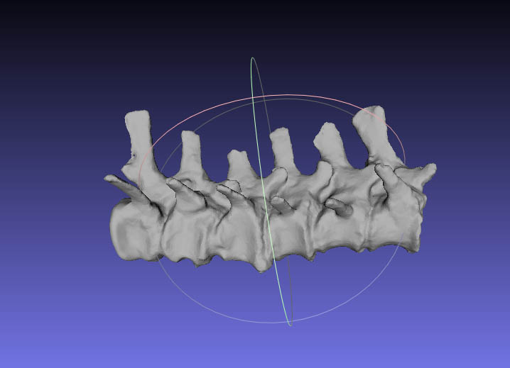 proximal caudel vertebrae