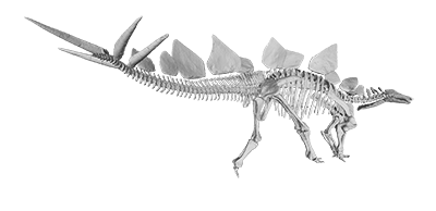 3D scanned Stegosaurus