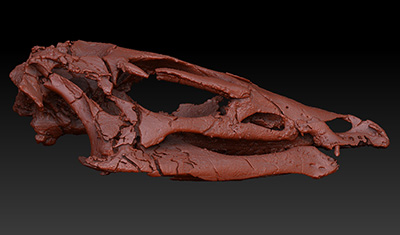CT-scan model of Thescelosaurus skull