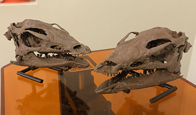 3D printed Thescelosaurus skulls